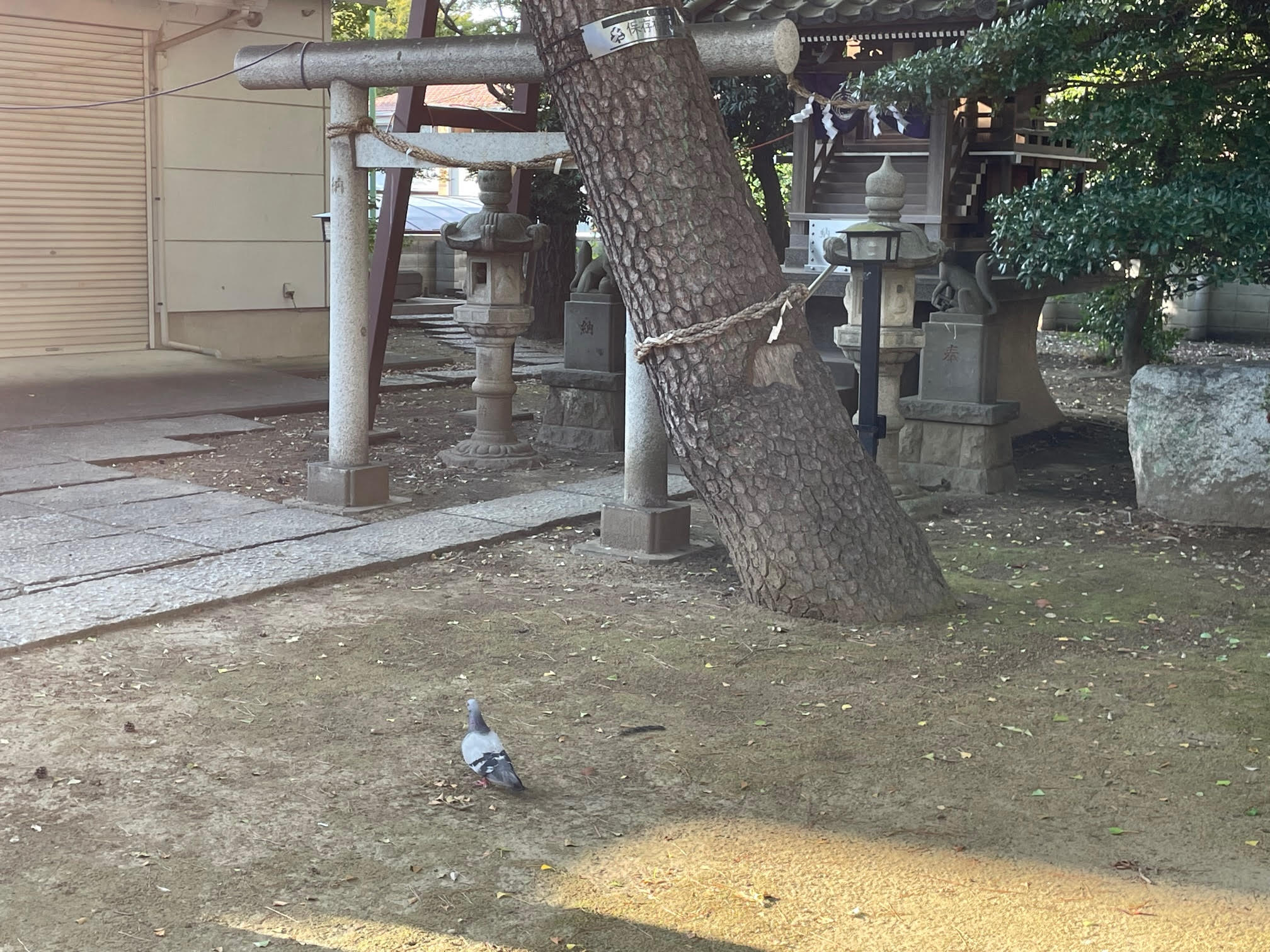 鳩.jpg