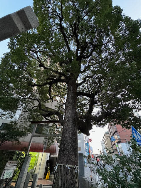 御神木.jpg