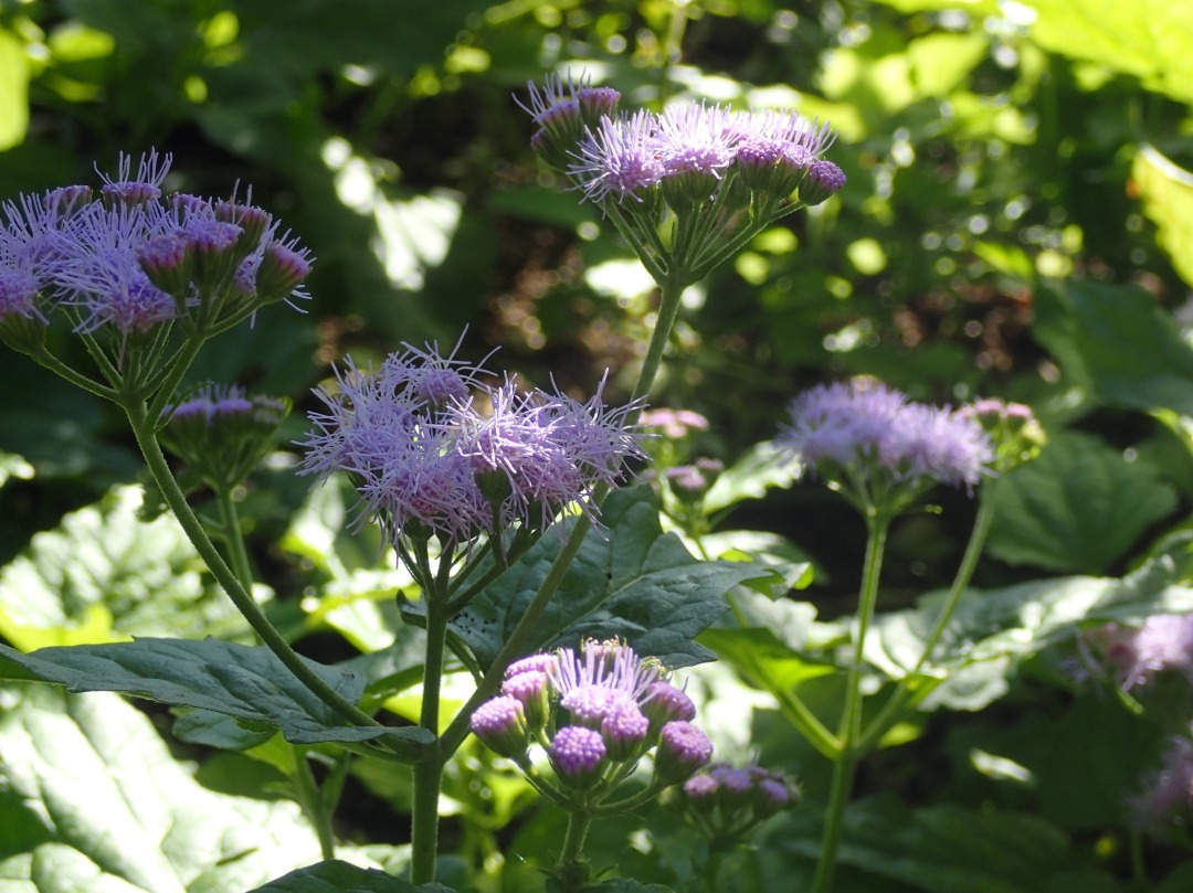 PA100642.JPG