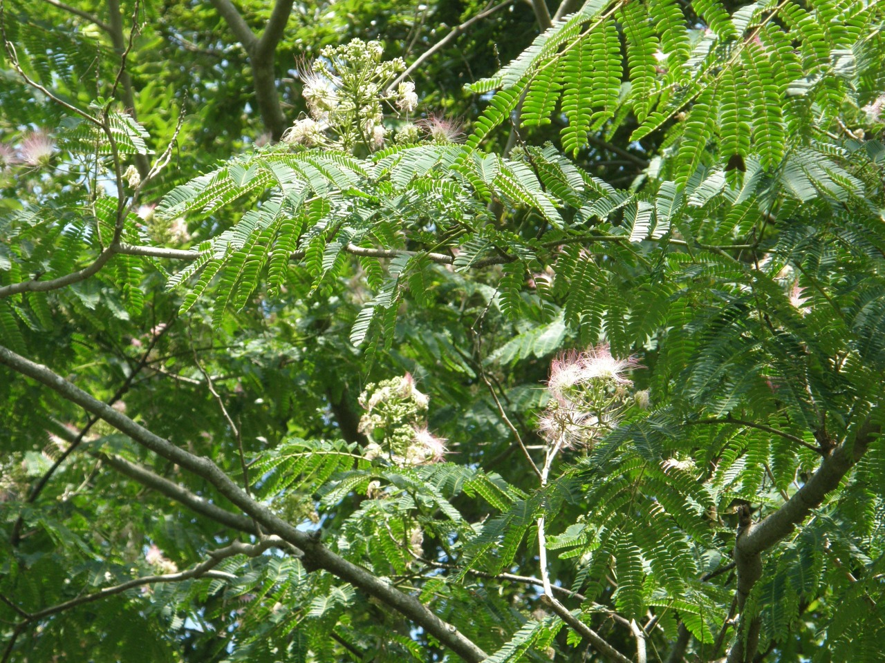 P6280014.JPG