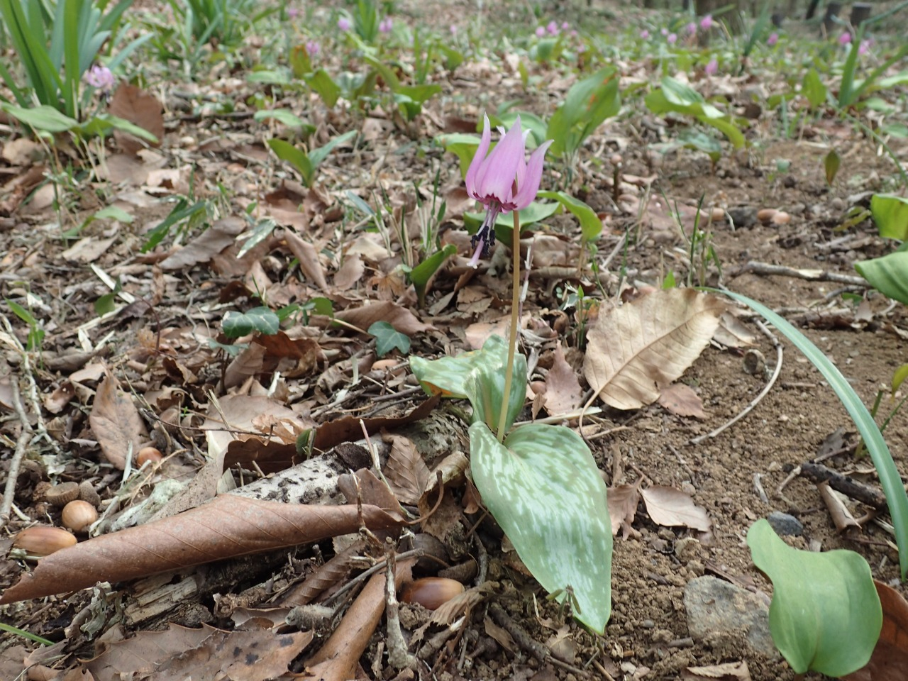 P3171027.JPG