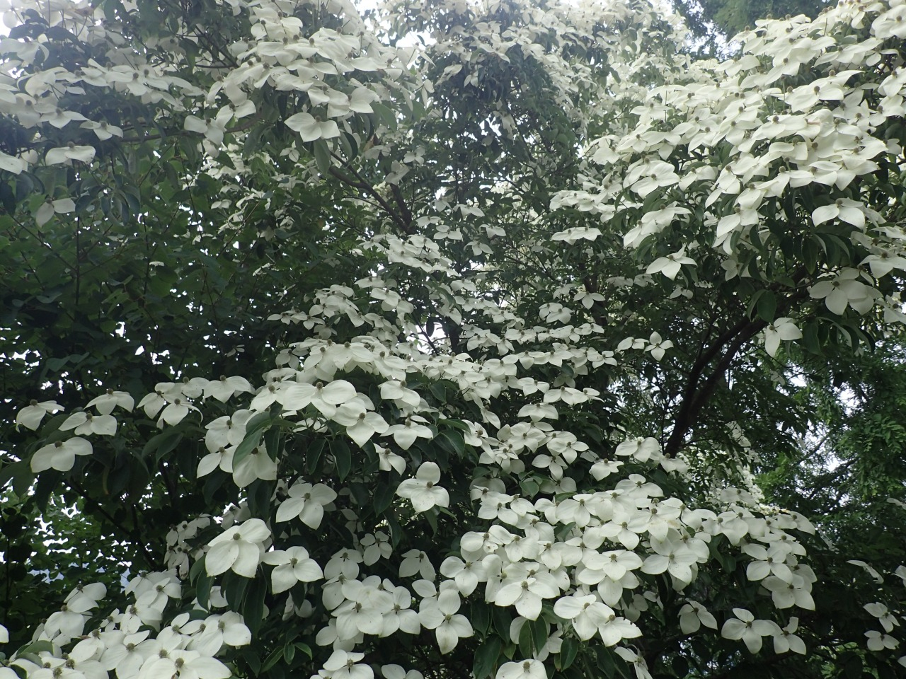 P7060320.JPG