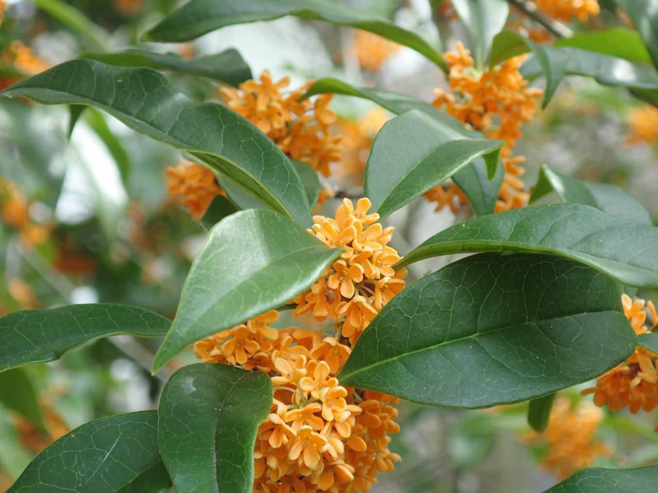 PA120547.JPG