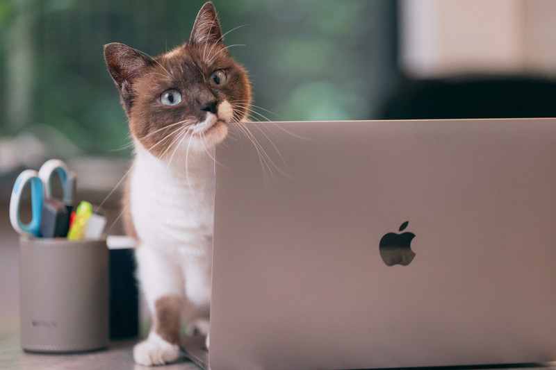 nekocatPAR584662403_TP_V4.jpg
