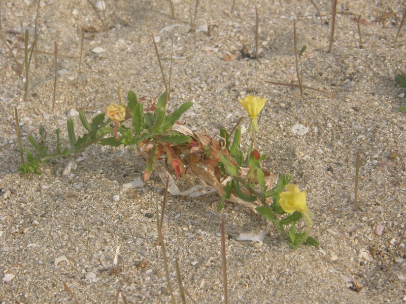 PA191127.JPG