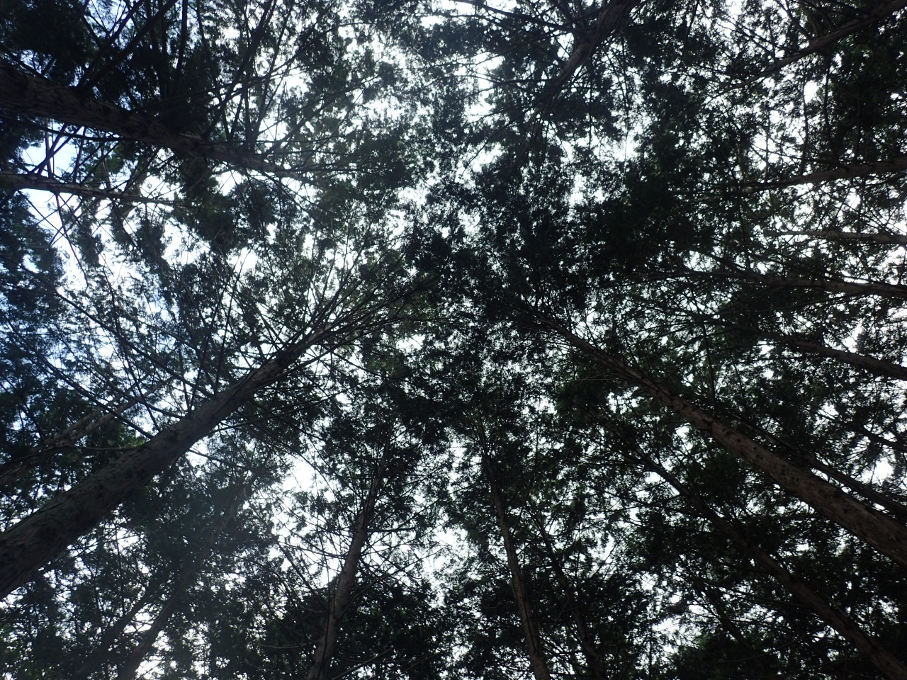 P7220601.JPG