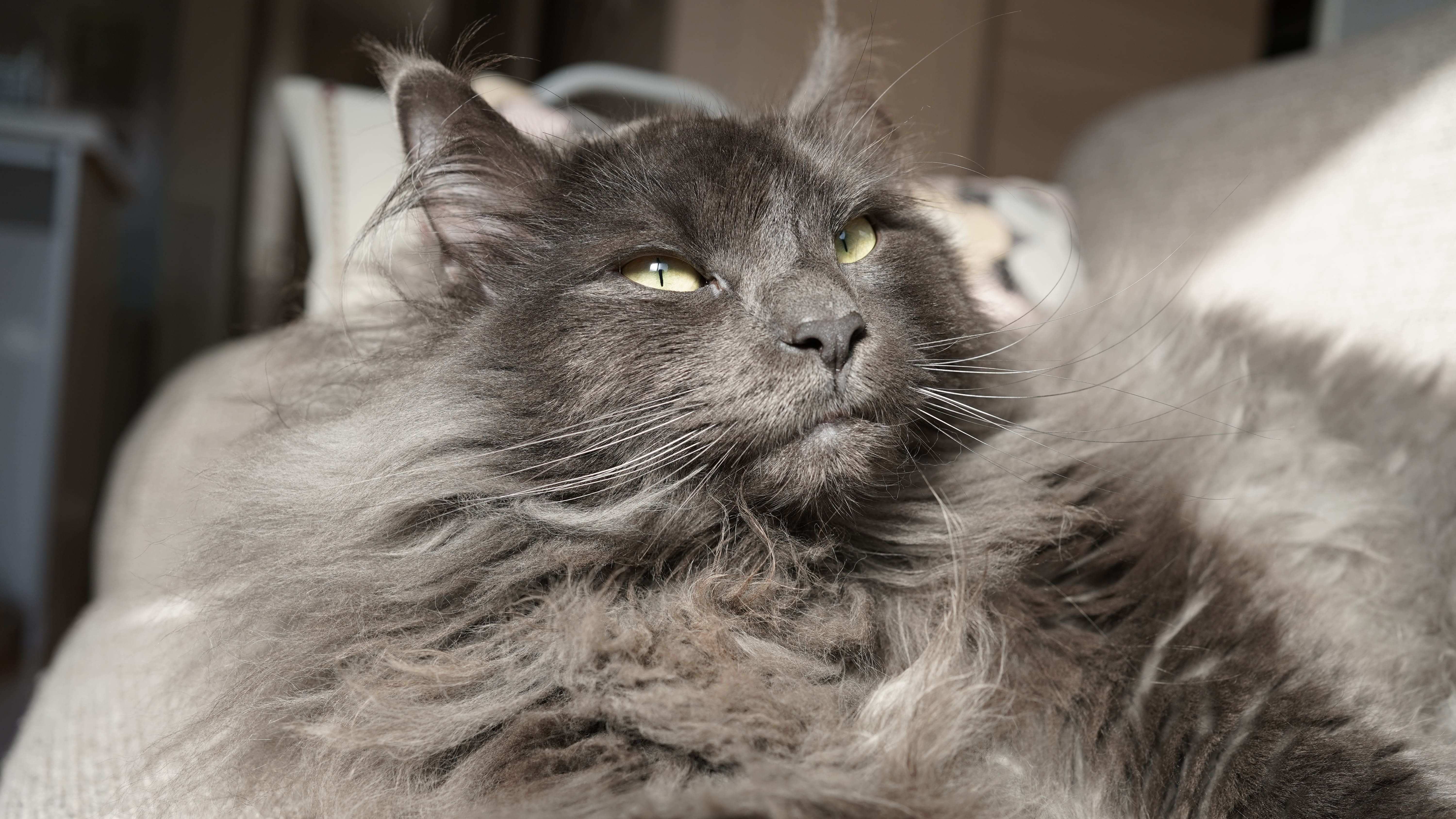 フェイシャルマッサージを受ける猫-min.JPG