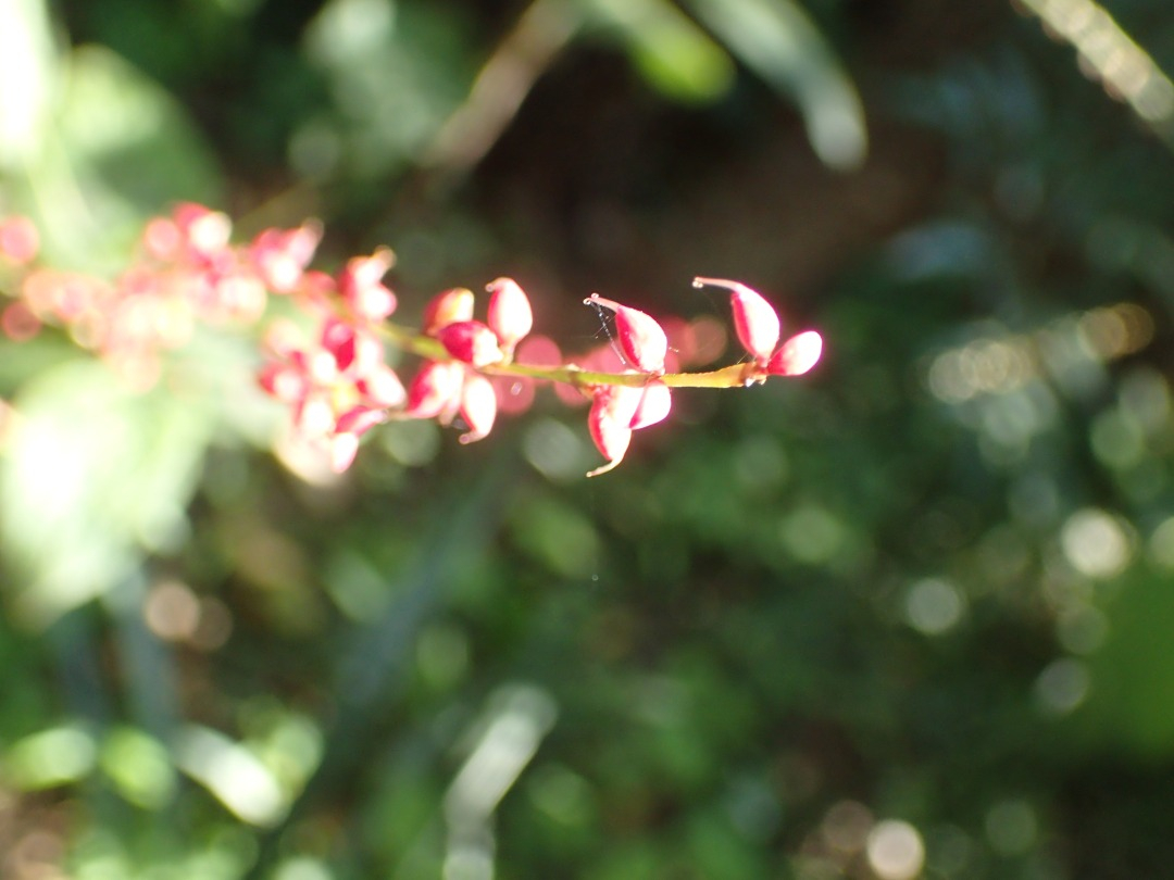 PA101034.JPG