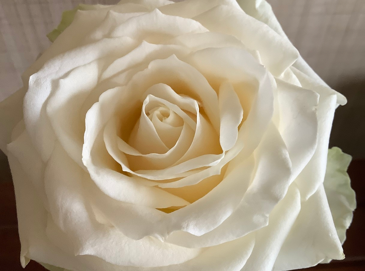 20230416-c50.jpg