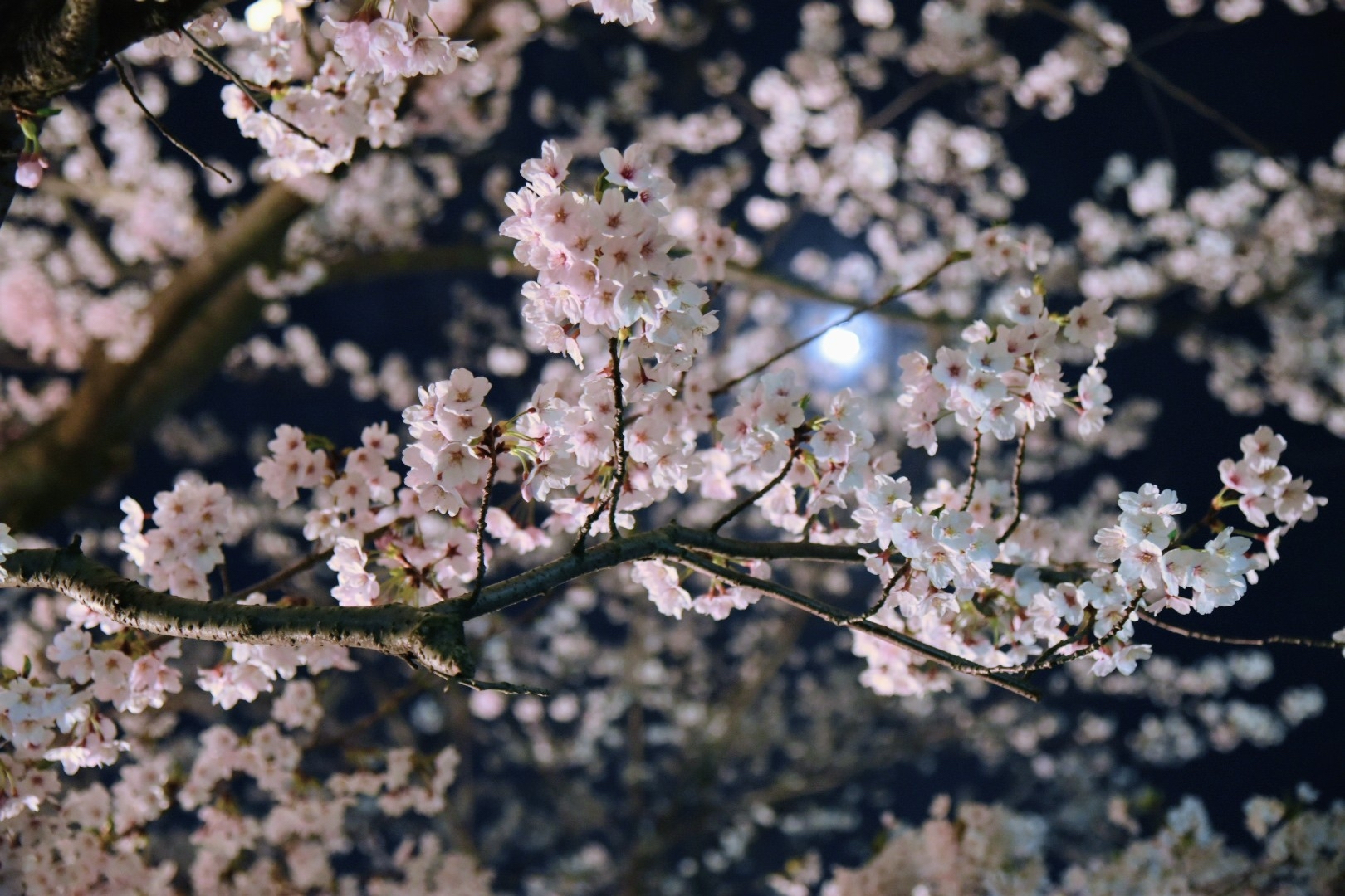 02BD03DB-B9CF-4320-AB04-72EB4F11A537.jpeg