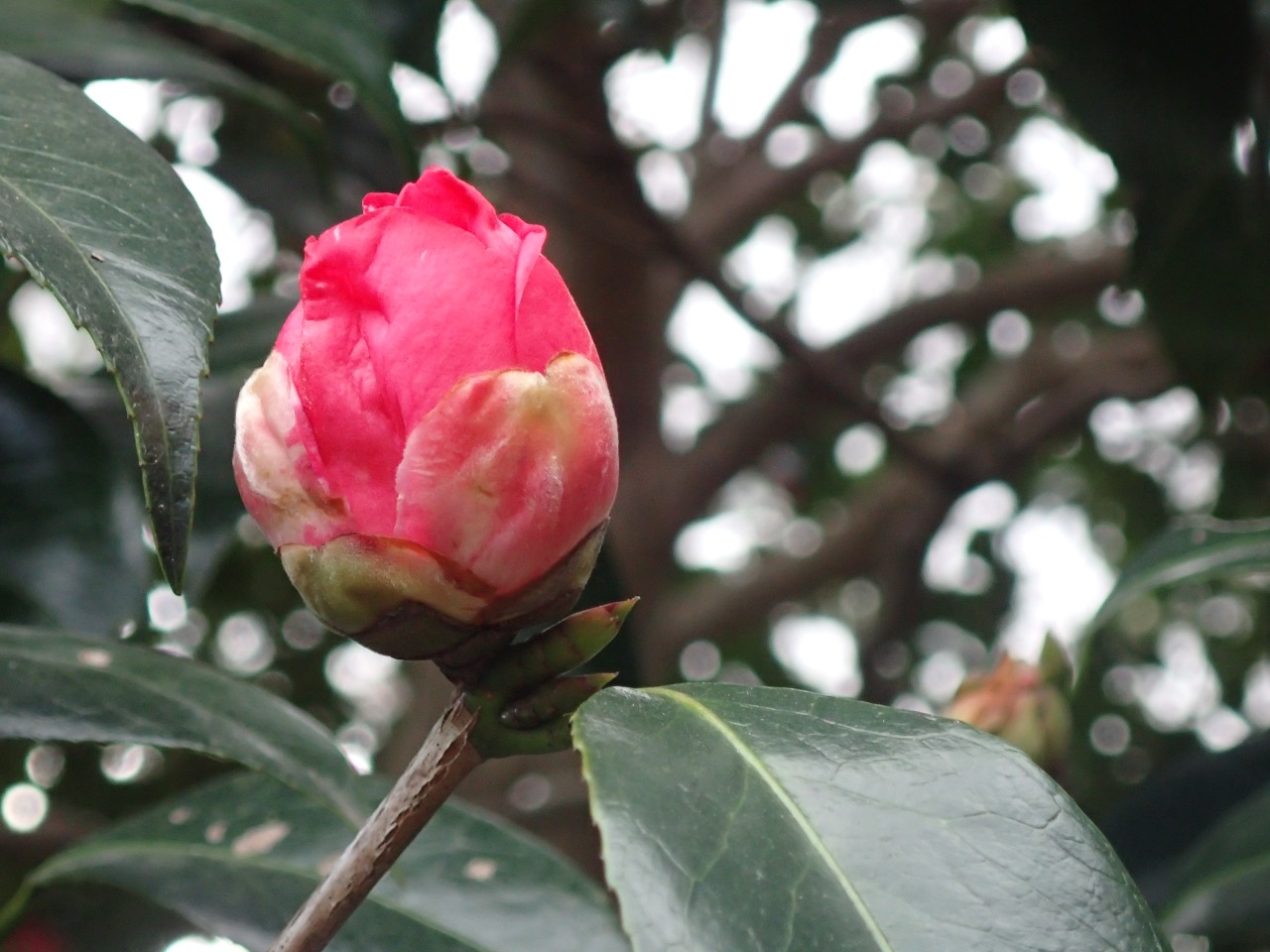 PC220331.JPG