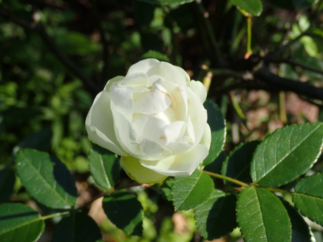 PB160117.JPG