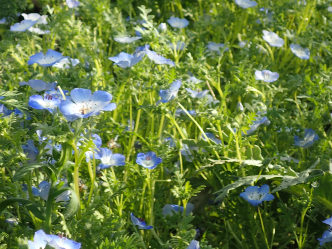 P4110415.JPG