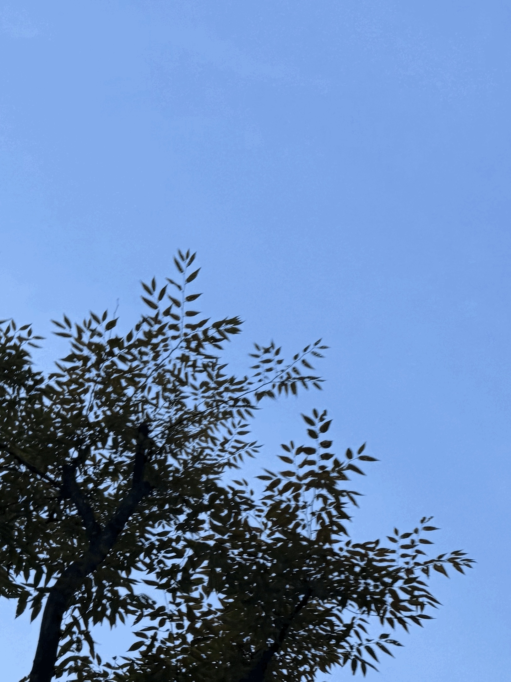 tempImageqo71rX.gif