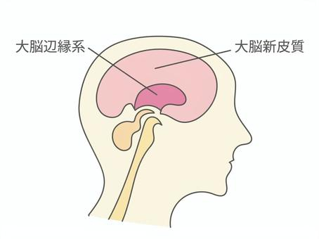 大脳.jpeg