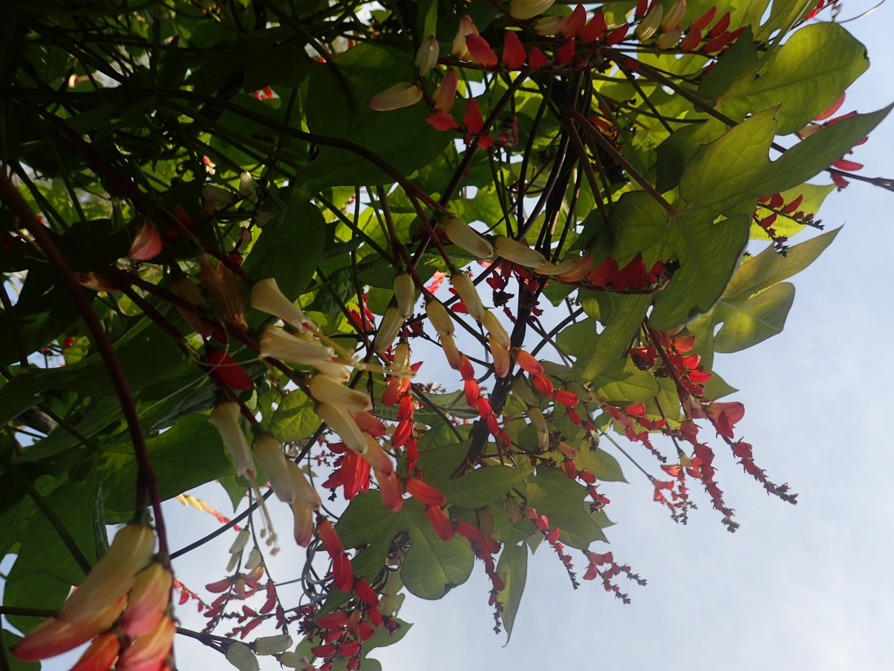 PB170595.JPG