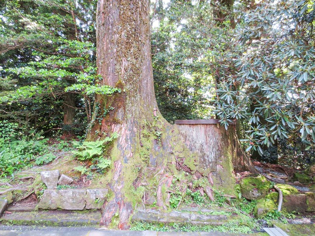 箱根神社_夫婦杉.jpg