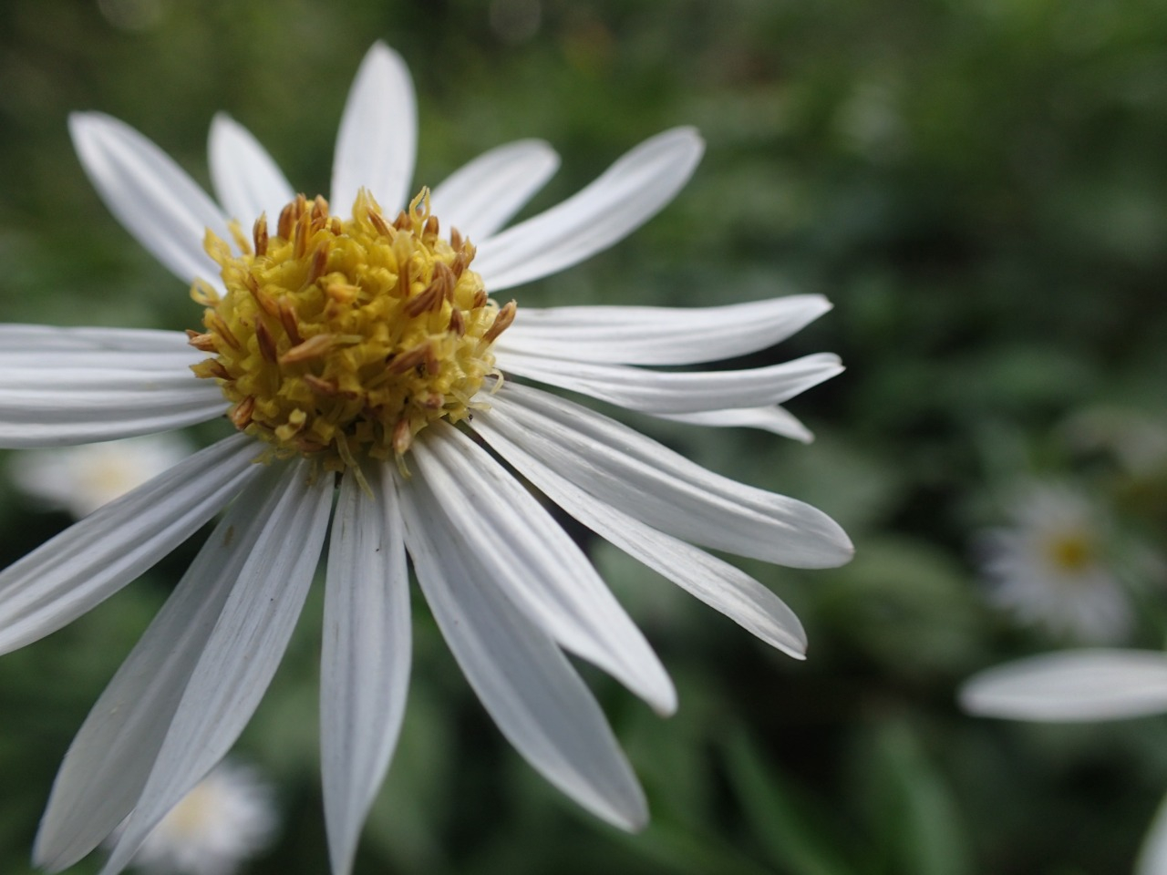 PA210316.JPG