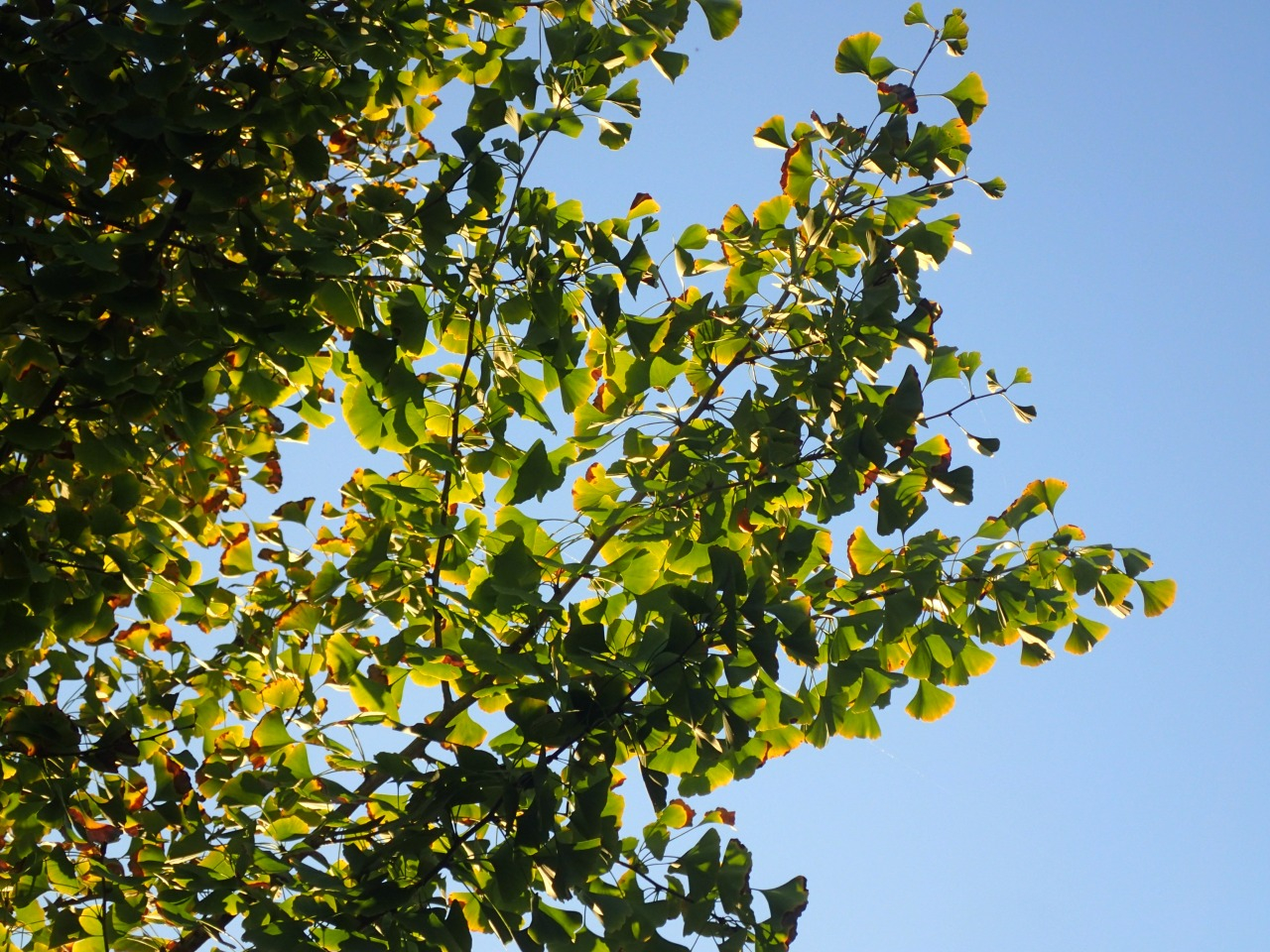 PA221214.JPG