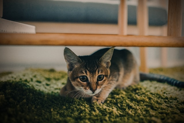 chris-yang-pjy6SHm3JEk-unsplash.jpg