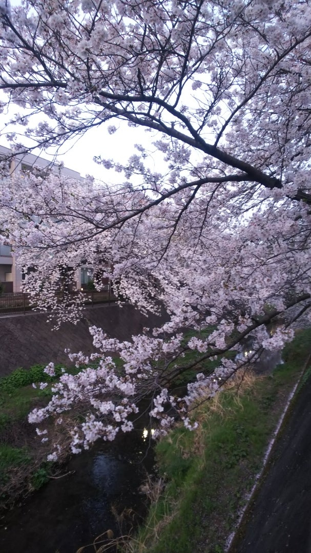 2024年桜8.jpg