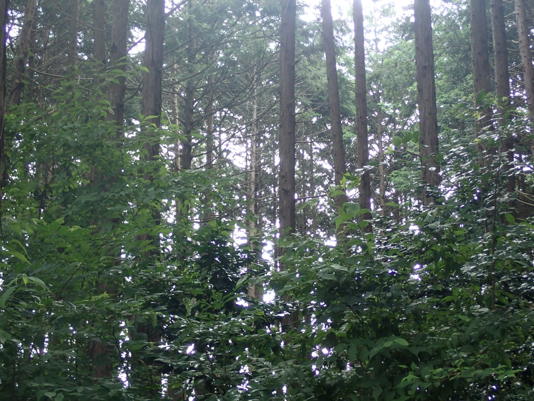 P7220612.JPG