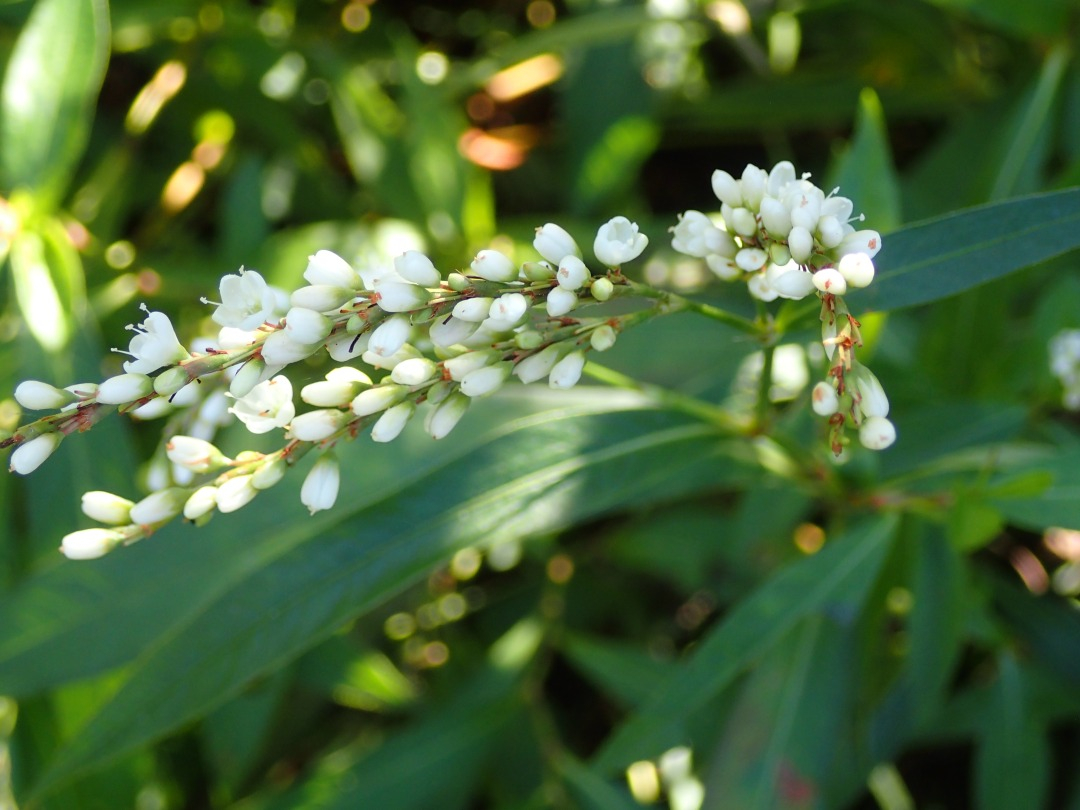 PA100316.JPG