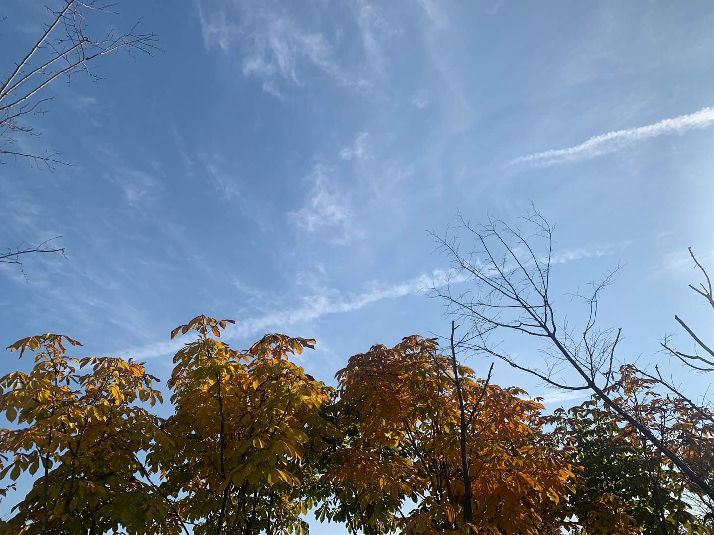 korea autum.jpg