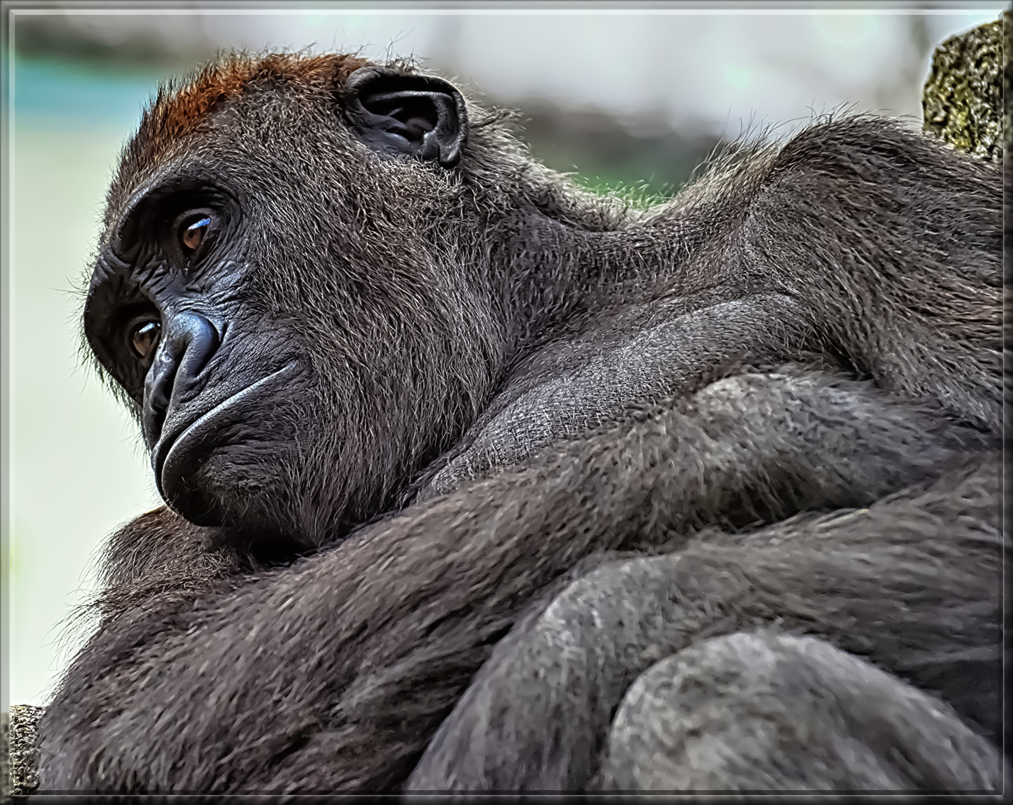 gorilla-3722096.jpg