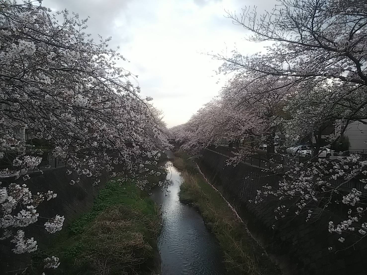 2023年桜（三沢川）8.jpg