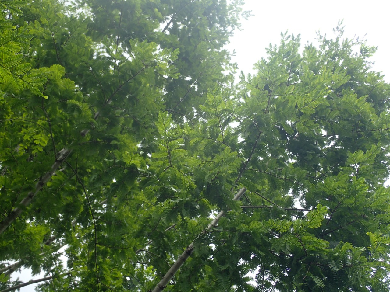 P7220774.JPG