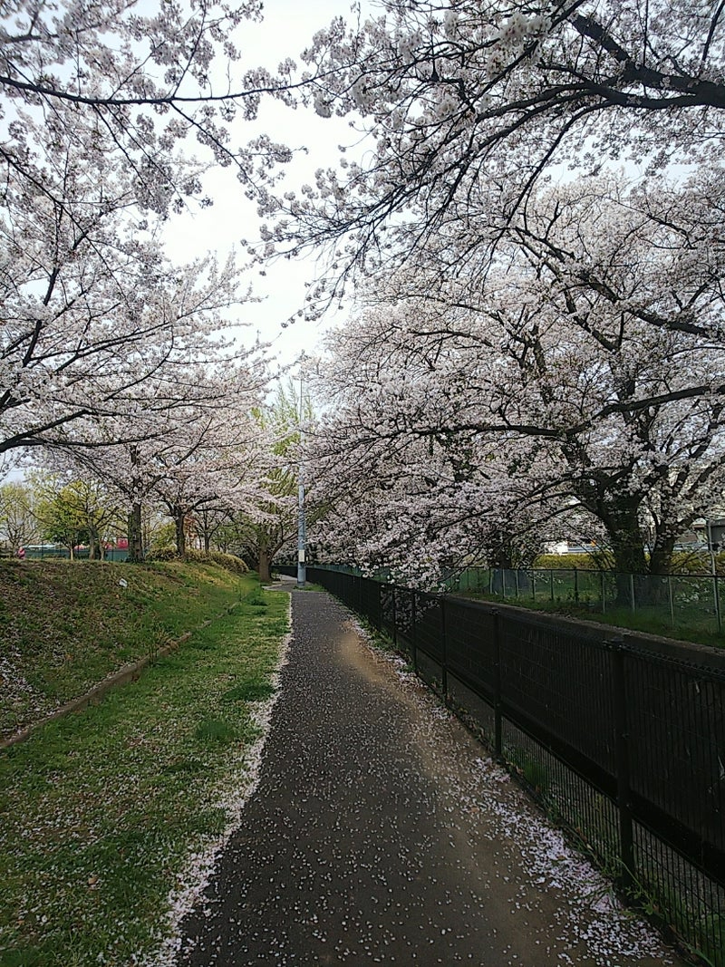 2025年の桜1.jpg