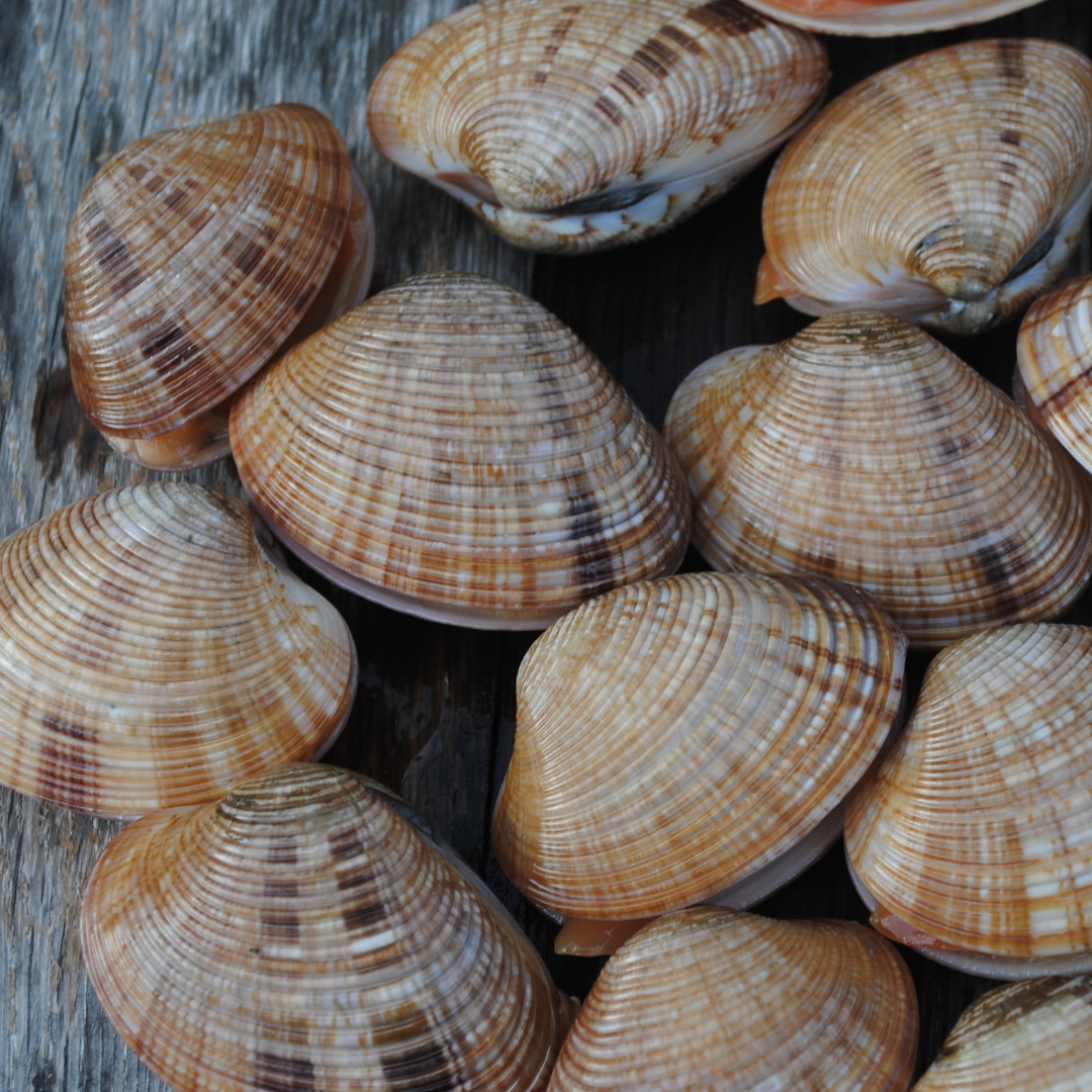 名称未設定のデザイン (68).png