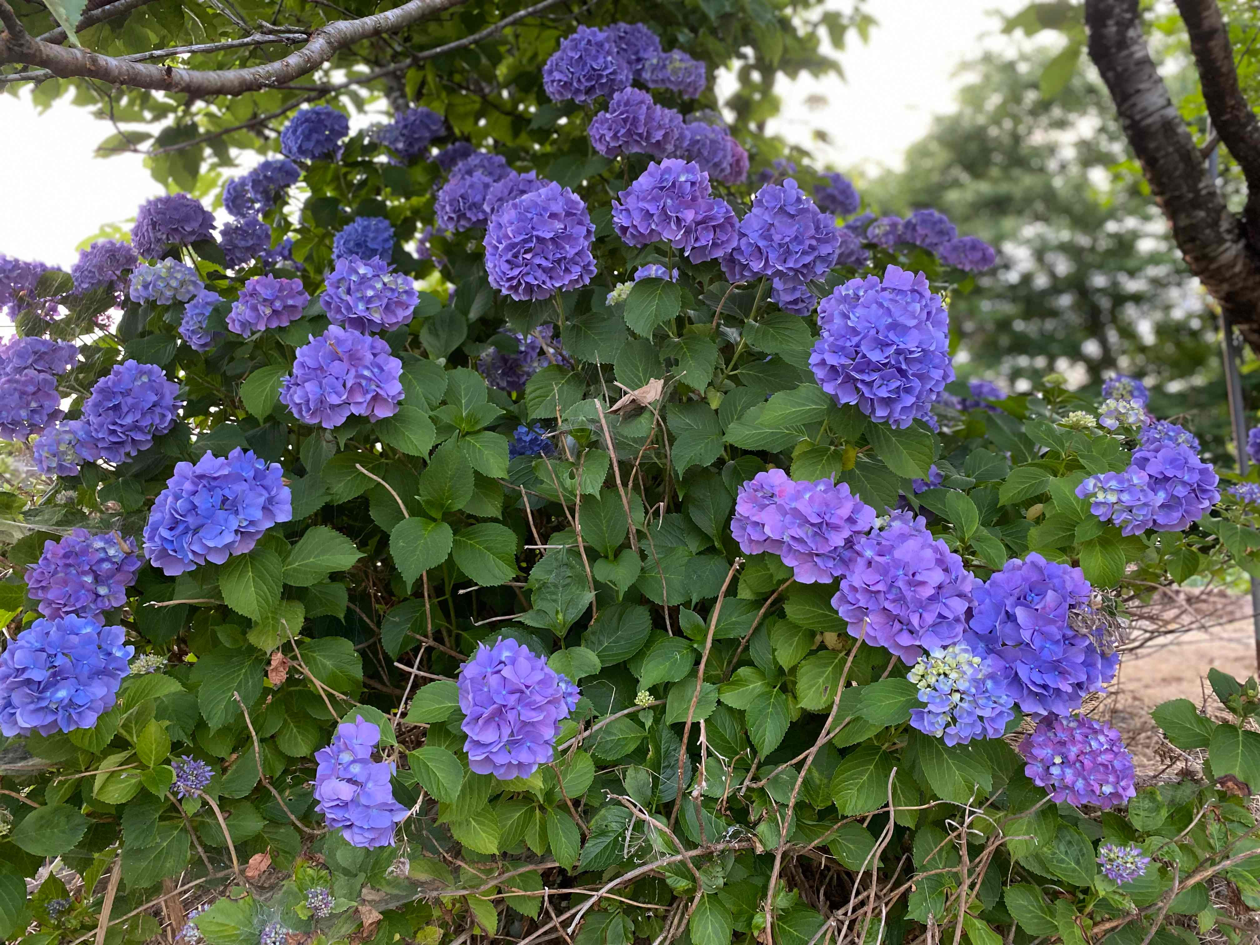 IMG_3404.jpeg