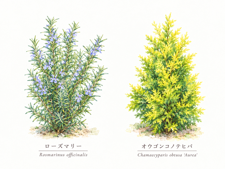 rosemary_ogonkonotehiba_half_size.png