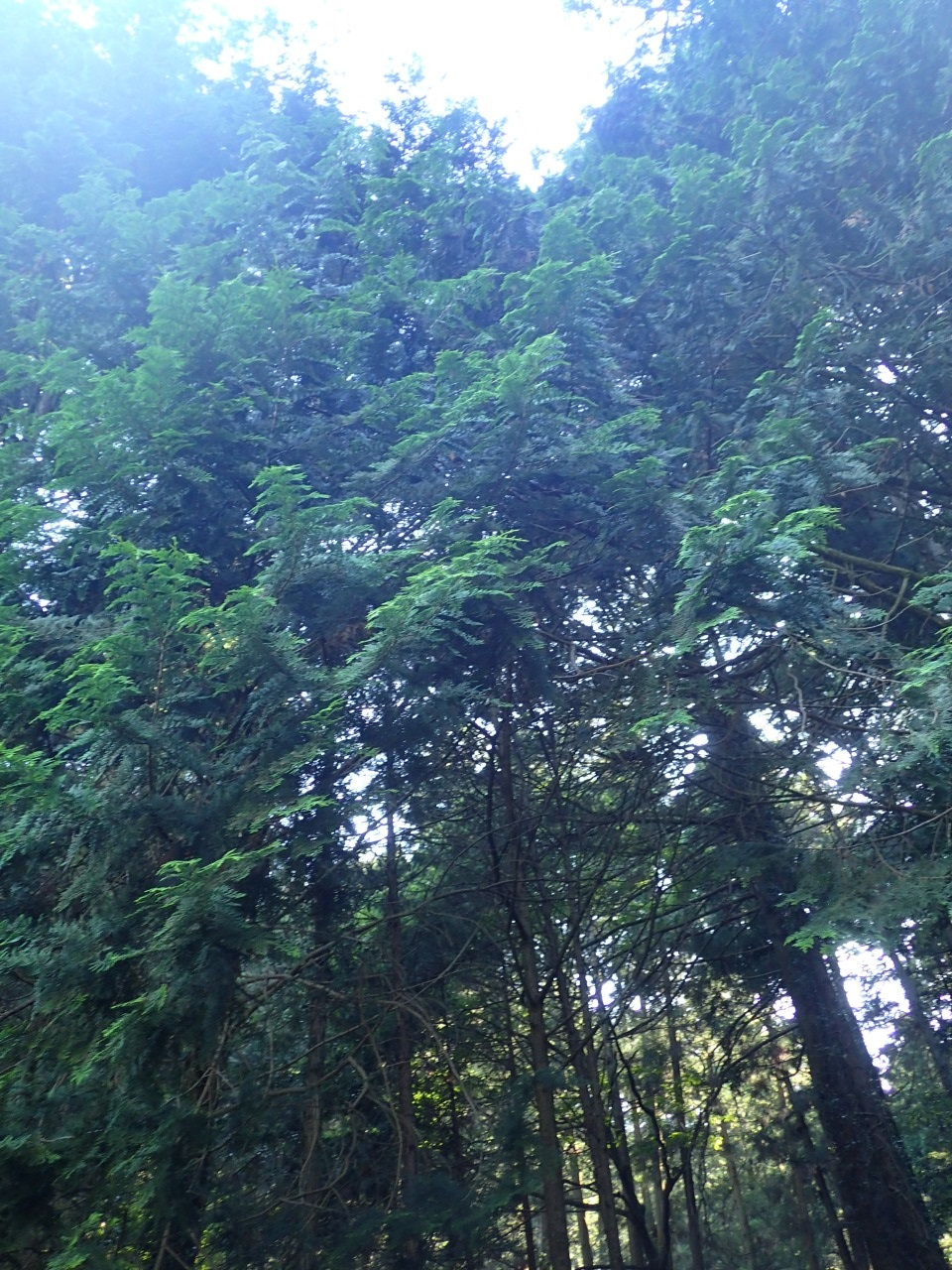 P6171821.JPG
