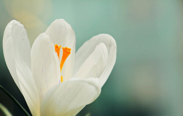 crocus-2138904_640.jpg