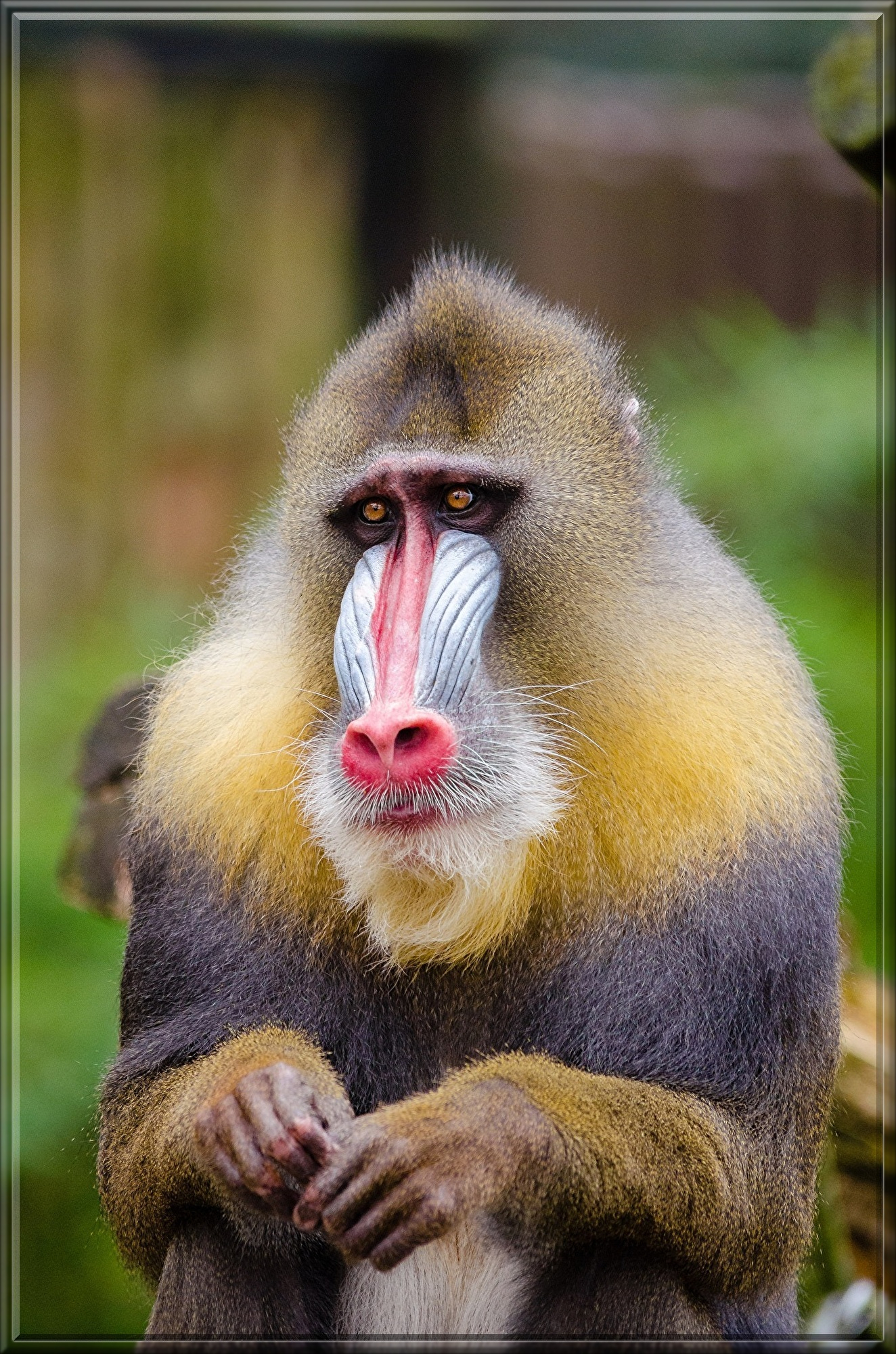 mandrill-1194343.jpg