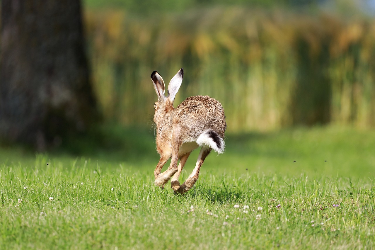 field-hare-5311385_1280.jpg