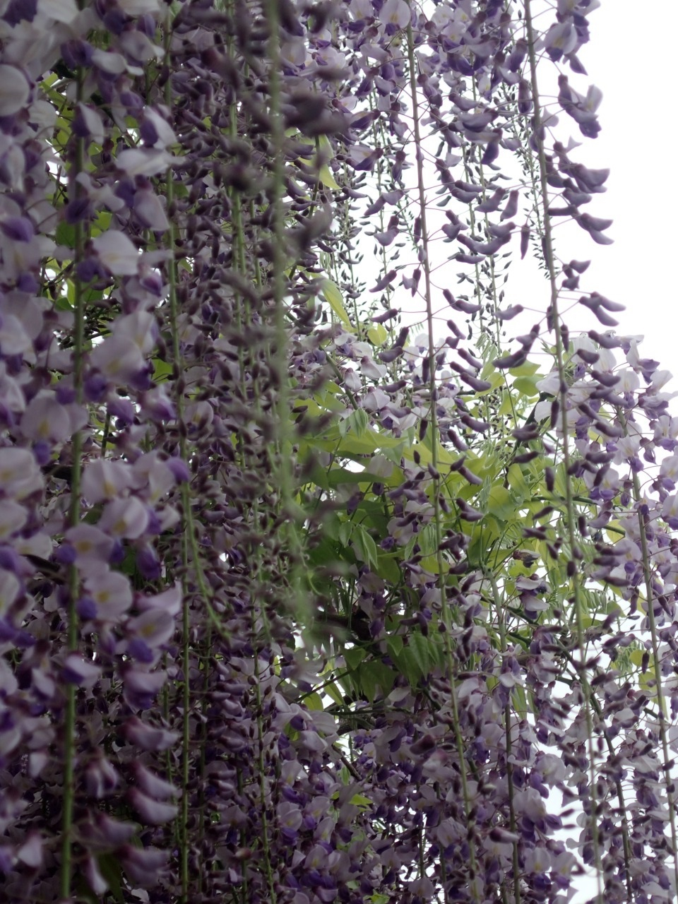 P4260254.JPG
