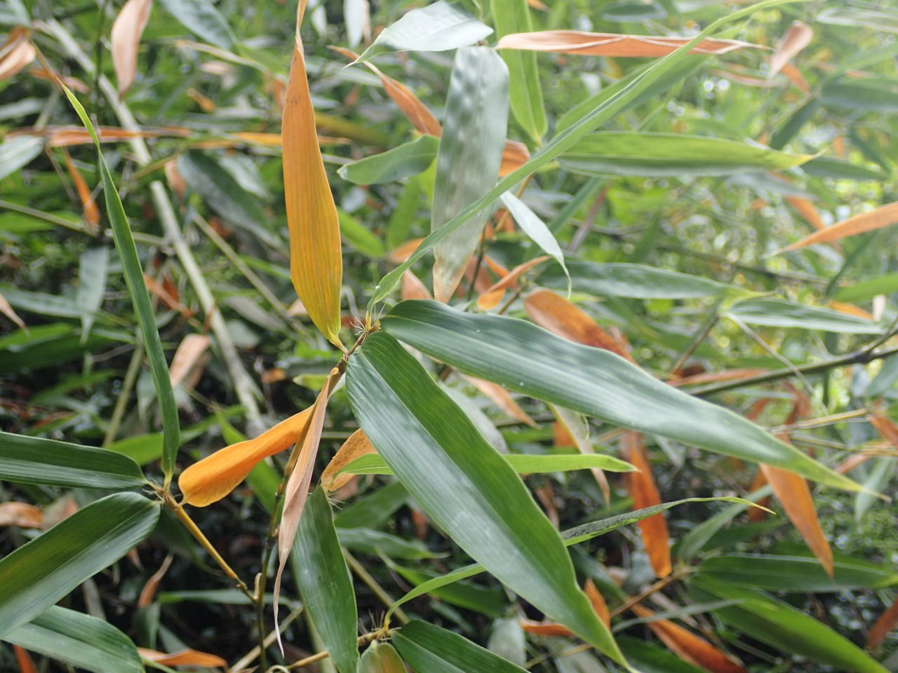 PA290354.JPG