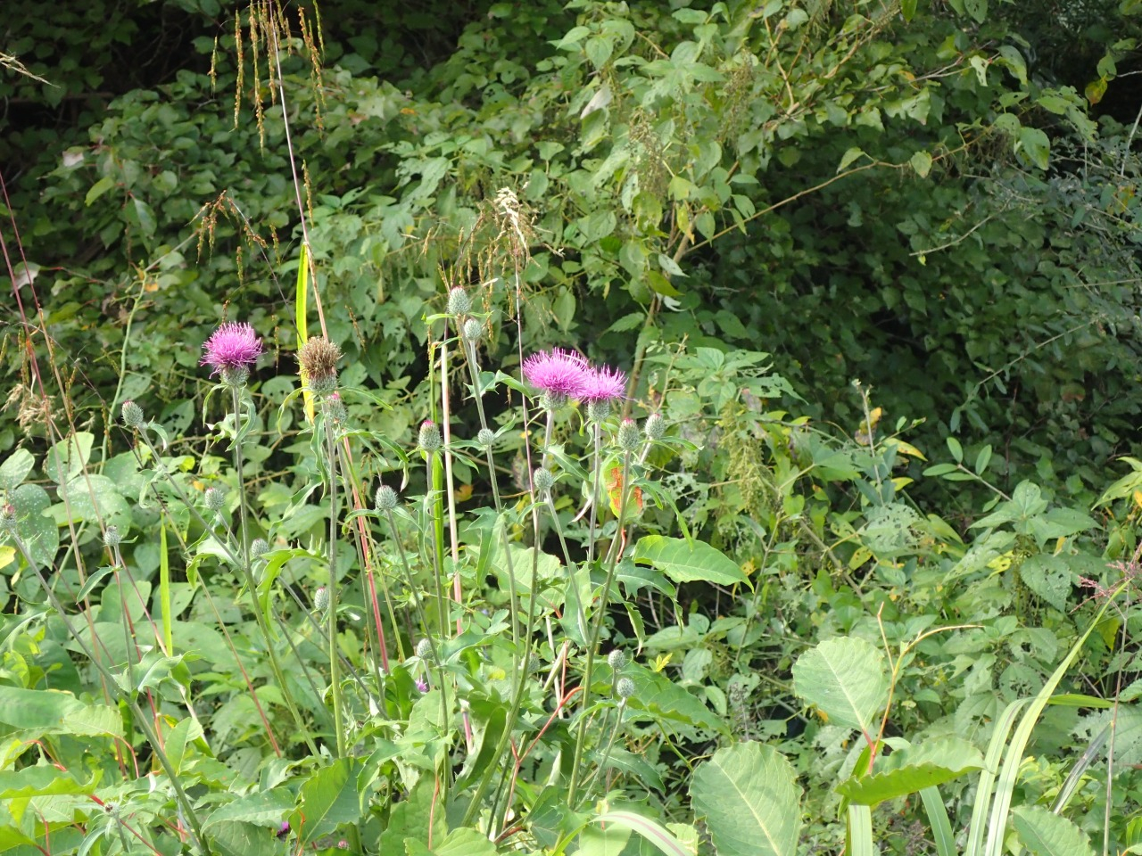 PA290384-s.JPG
