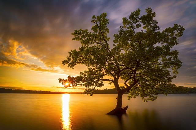 tree-7215935_640.jpg