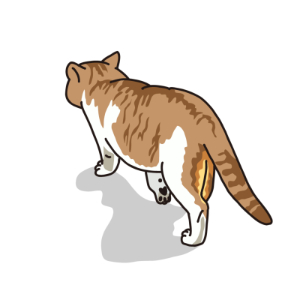 猫後ろ姿.png
