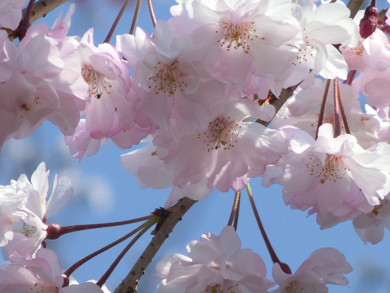 CIMG5414.JPG