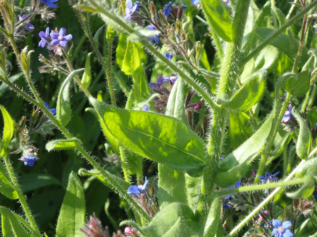 P5171023.JPG