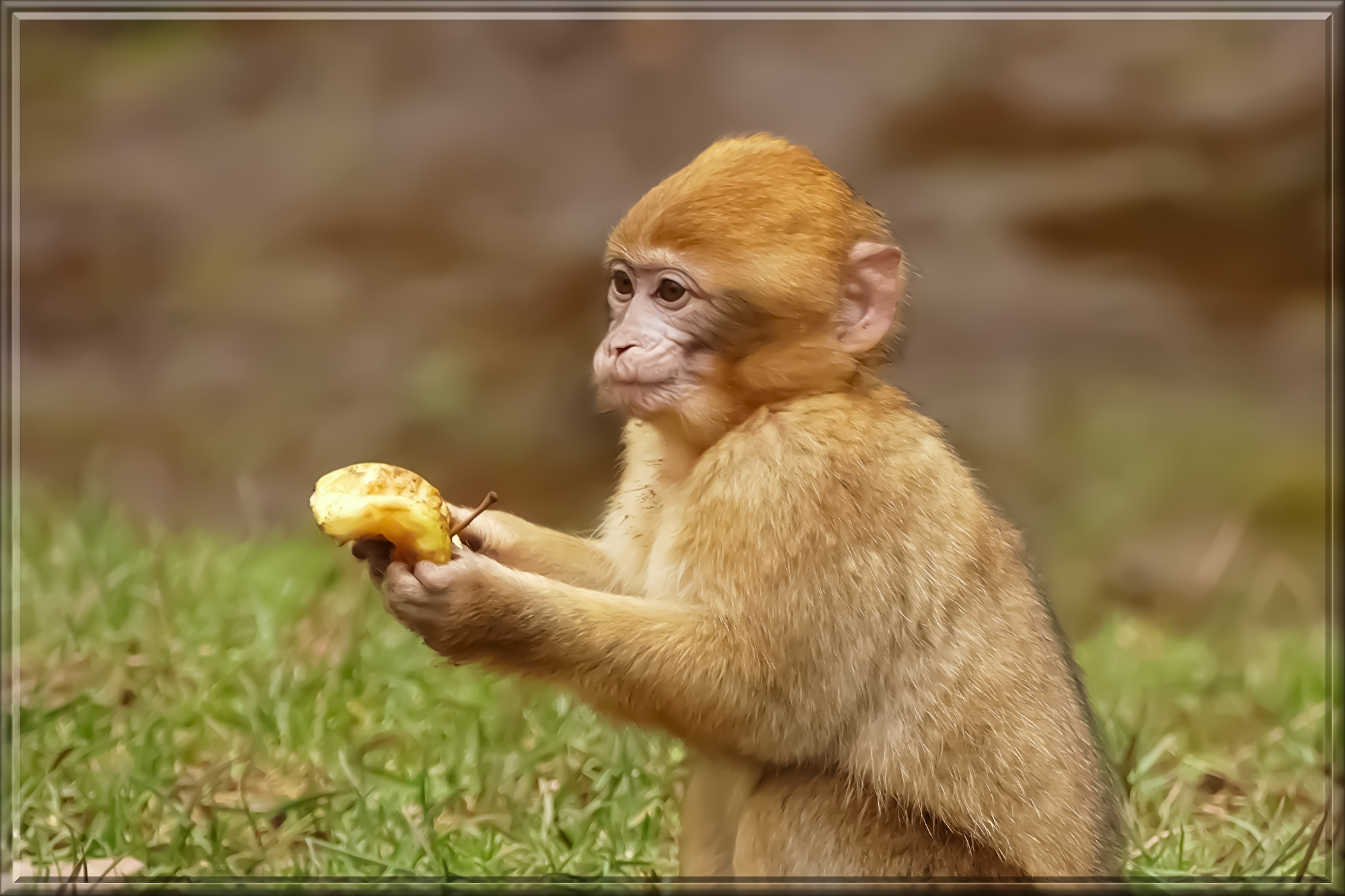 ape-2121930.jpg