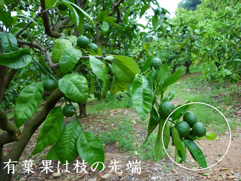 3候補　7月4日　みかん重みで下垂　あとは摘果.jpg