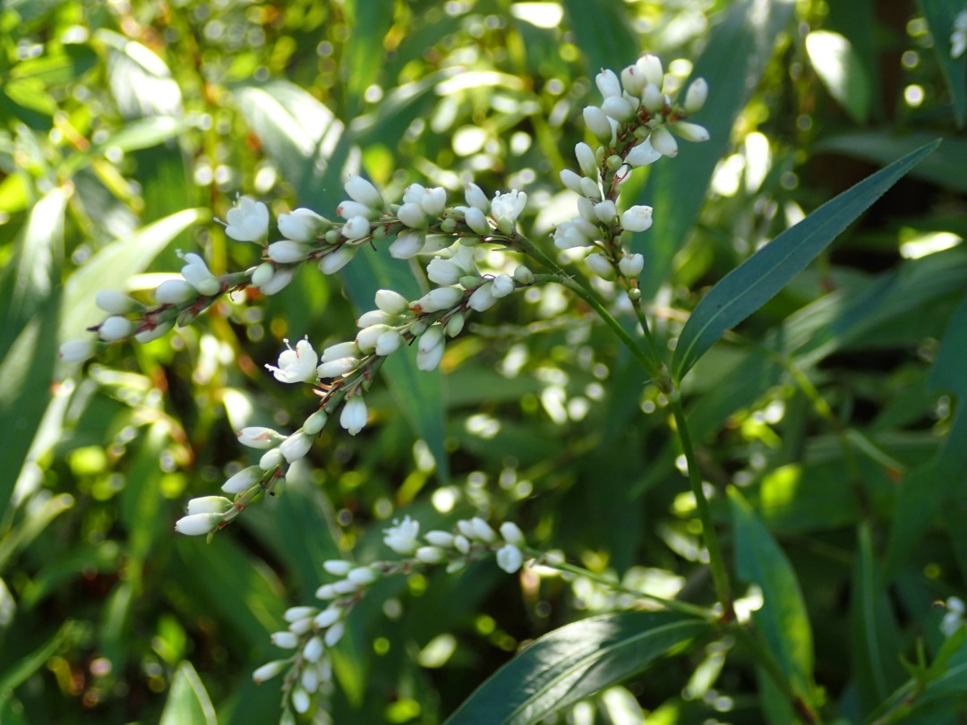 PA100307.JPG