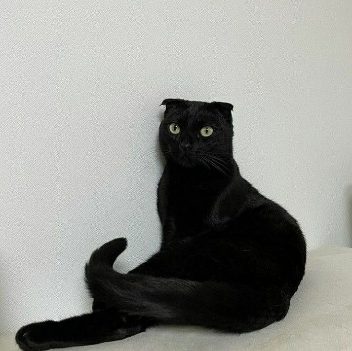neko.jpeg